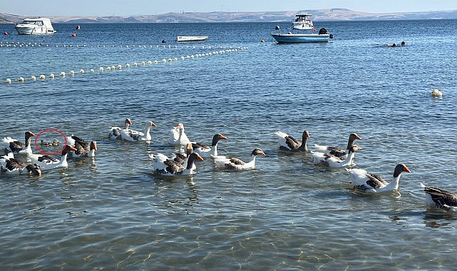'Şartlı tahliye' edilen kazlar, ördek yavrusunu sahiplenip, sürüye aldı