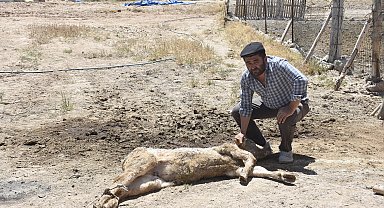 9 buzağısının mangal kömürü üretim tesisinden yayılan dumandan öldüğü iddiasıyla şikayetçi oldu
