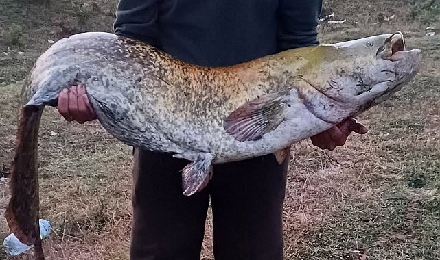 Amatör balıkçı oltayla 35 kilo yayın balığı yakaladı