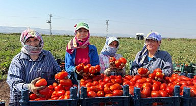 Amik Ovası'nda 35 derecede domates hasadı
