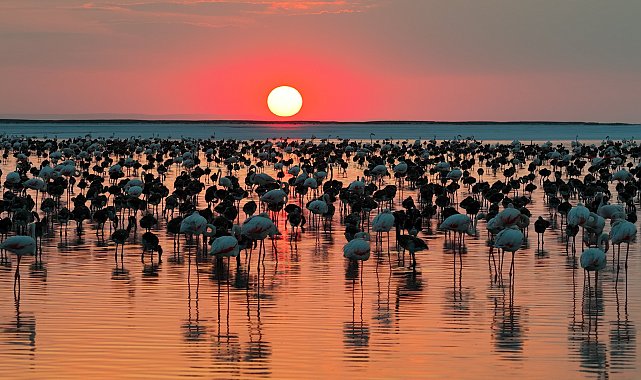Bakan Kurum'dan 'Flamingo' paylaşımı