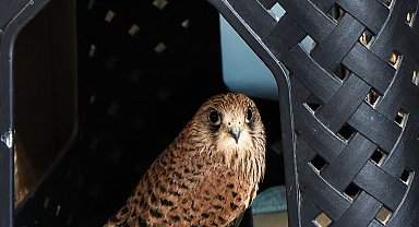 Balkonda uçamaz halde bulunan kerkenez kuşu, bakıma alındı