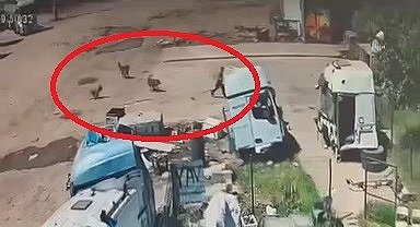Başıboş köpeklerin saldırdığı çocuğu, babası ve amcası kurtardı