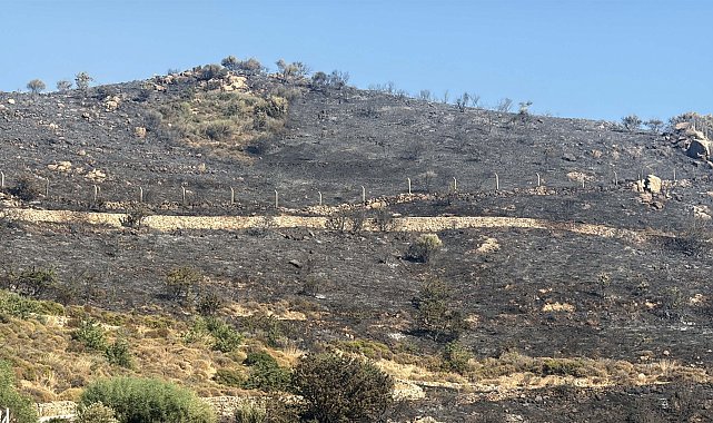 Bodrum'da otluk ve makilik alanda yangın