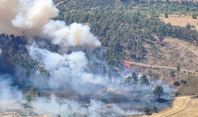 Bursa'da orman yangını