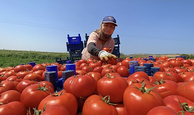 Çanakkale'de coğrafi işaretli domateste erken hasat başladı