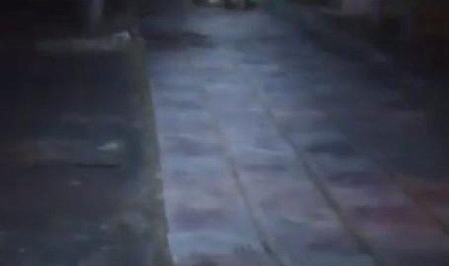 Çocuk parkında bozayı görüntülendi