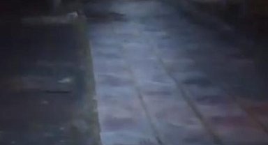 Çocuk parkında bozayı görüntülendi