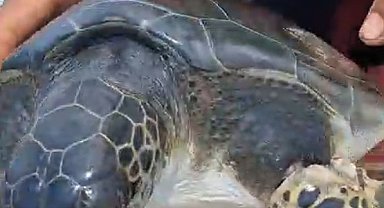 Çuvala dolanan caretta carettayı balıkçı kurtardı