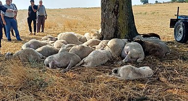 Edirne'de yıldırım düşen ağacın altındaki 30 koyun öldü