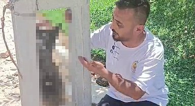 Evin avlusundan çalınan köpek, elektrik direğinde asılı halde ölü bulundu