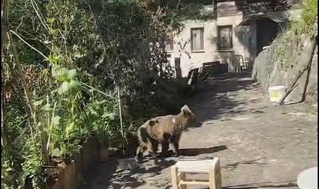 Evlerinin önüne gelen yavru ayıyı beslediler