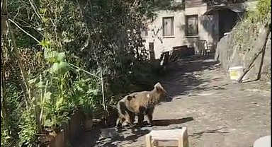 Evlerinin önüne gelen yavru ayıyı beslediler