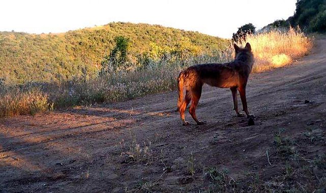 Ganos Dağı'nda yaban hayatı fotokapana yansıdı