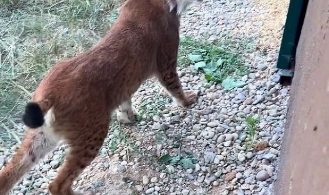 Hamzabeyli Sınır Kapısı'nda 2 vaşak ile 2 Serval kedisi ele geçirildi