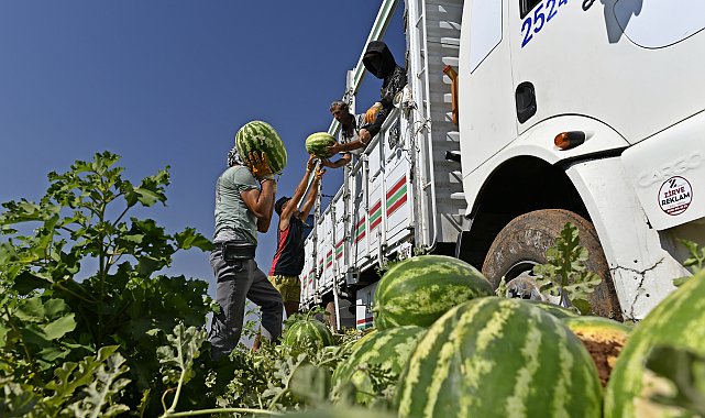 Hasadı süren Diyarbakır karpuzu, Türkiye'nin dört bir yanına gönderiliyor