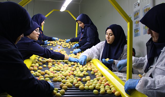 Hasat edilen kayısı Avrupa'ya ihraç ediliyor