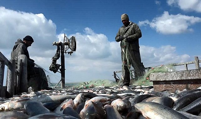 İnci kefalinde av sezonu başladı, balıkçılar 'Vira bismillah' diyerek ağlarını göle attı
