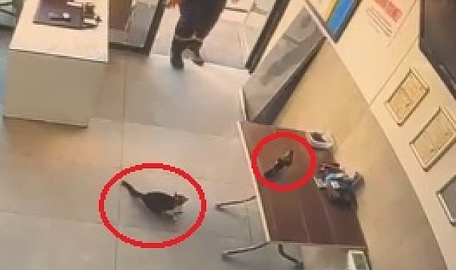 İş yerine giren kargayı kediden kurtardı; o anlar kamerada