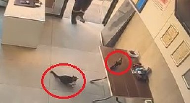 İş yerine giren kargayı kediden kurtardı; o anlar kamerada