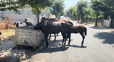 İstanbul'da başıboş atlar tehlikeye davetiye çıkarıyor