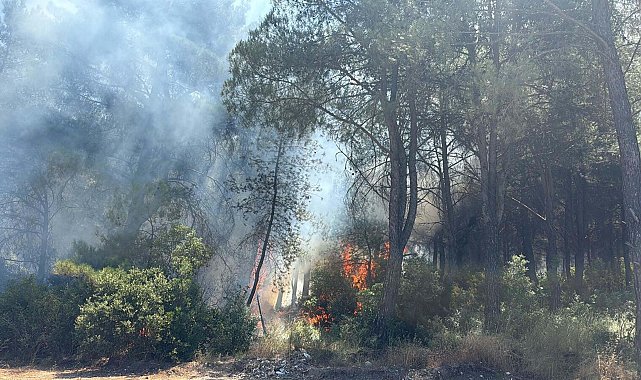İzmir'deki orman yangınına tutuklama