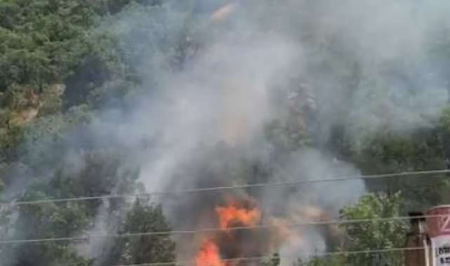 Kastamonu'da orman yangını