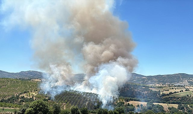 Kula'da orman yangınında 15 hektar alan zarar gördü