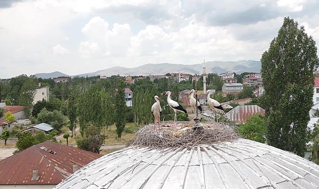 Mevsimler kayınca leylekler geç geldi