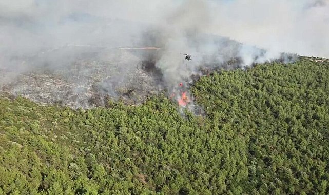 Milas'ta orman yangını