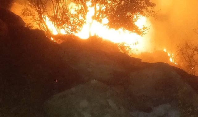 Muğla'da orman yangını