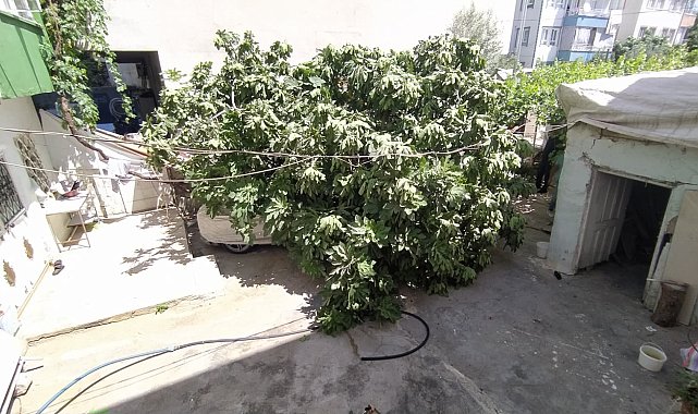 Park halindeki otomobilin üzerine ağaç devrildi