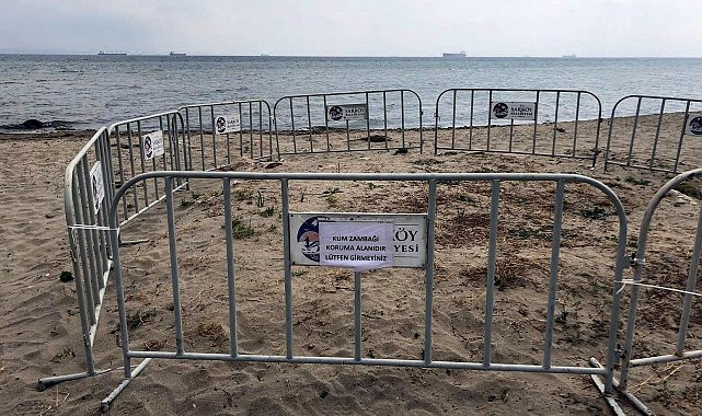 Şarköy sahilinde tespit edilen kum zambakları korumaya alındı