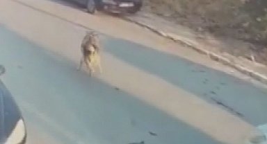 Silivri'de aracıyla sokak köpeğine çarpıp ölümüne neden olan sürücü tutuklandı