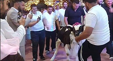 Takı töreninde damada dana hediye ettiler