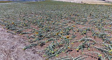 Tekirdağ'da dolu yağışı nedeniyle 35 bin dekar ekili alan zarar gördü, hasar tespiti başladı