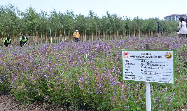 Tıbbi ve aromatik bitkiler, Şifa Bahçeleri Projesi ile yaygınlaştırılıyor