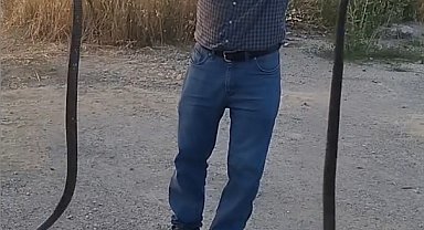 Yakaladığı 2 yılanı doğaya saldı; o anlar kamerada
