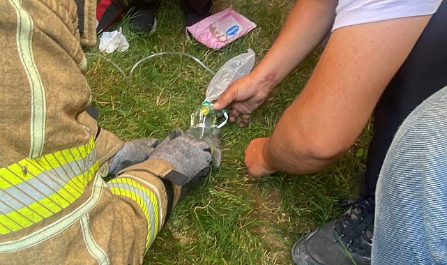 Yangında dumandan etkilenen Duman ve 2 yavrusu kalp masajıyla kurtarıldı