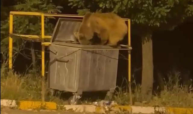 Yiyecek arayan ayı ve yavrusu görüntülendi